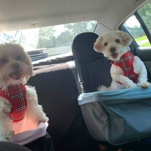 Meet your Posher, Kitty